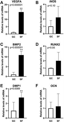 Spaceflight-Associated Vascular Remodeling and Gene Expression in Mouse Calvaria